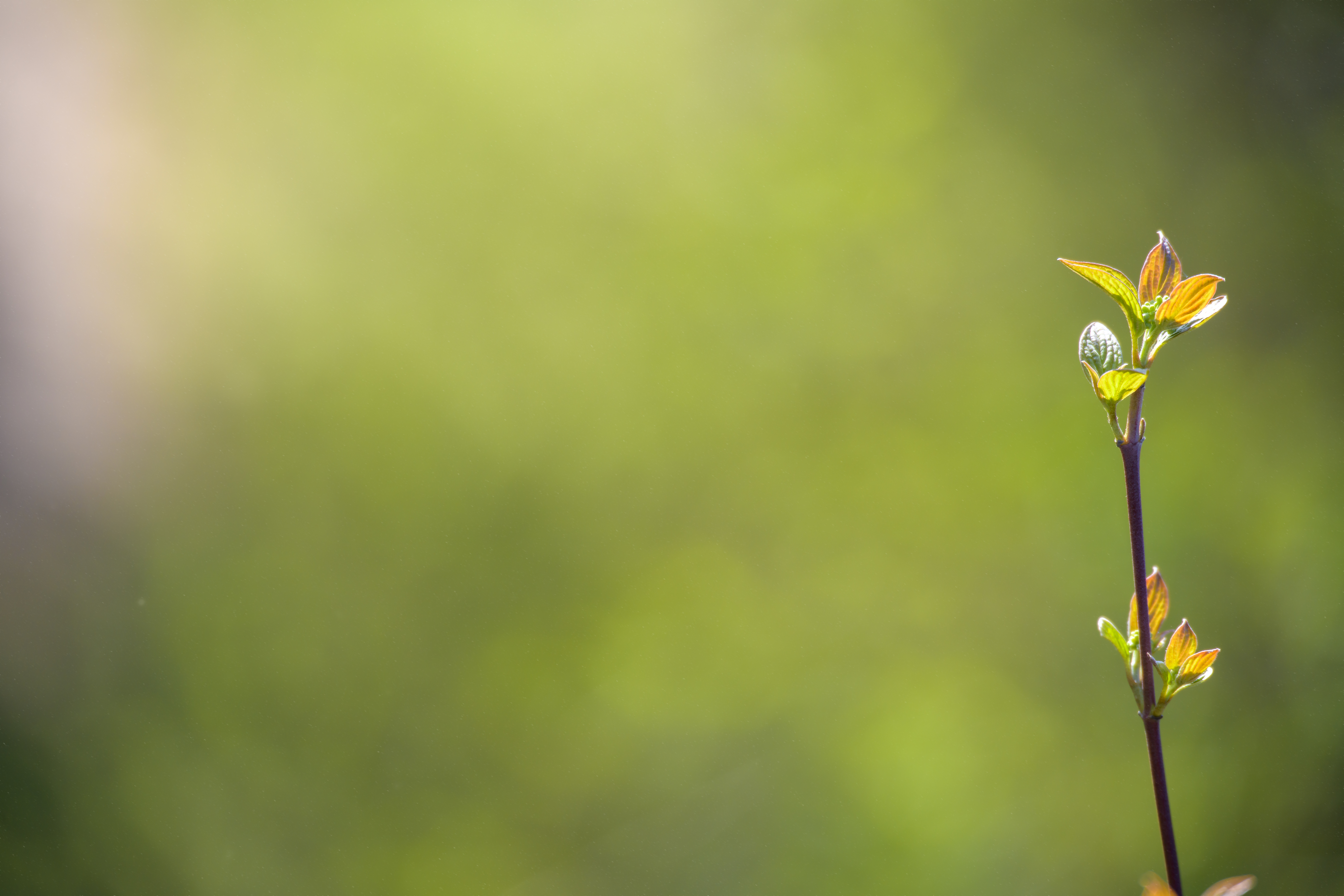 Soft neutral background